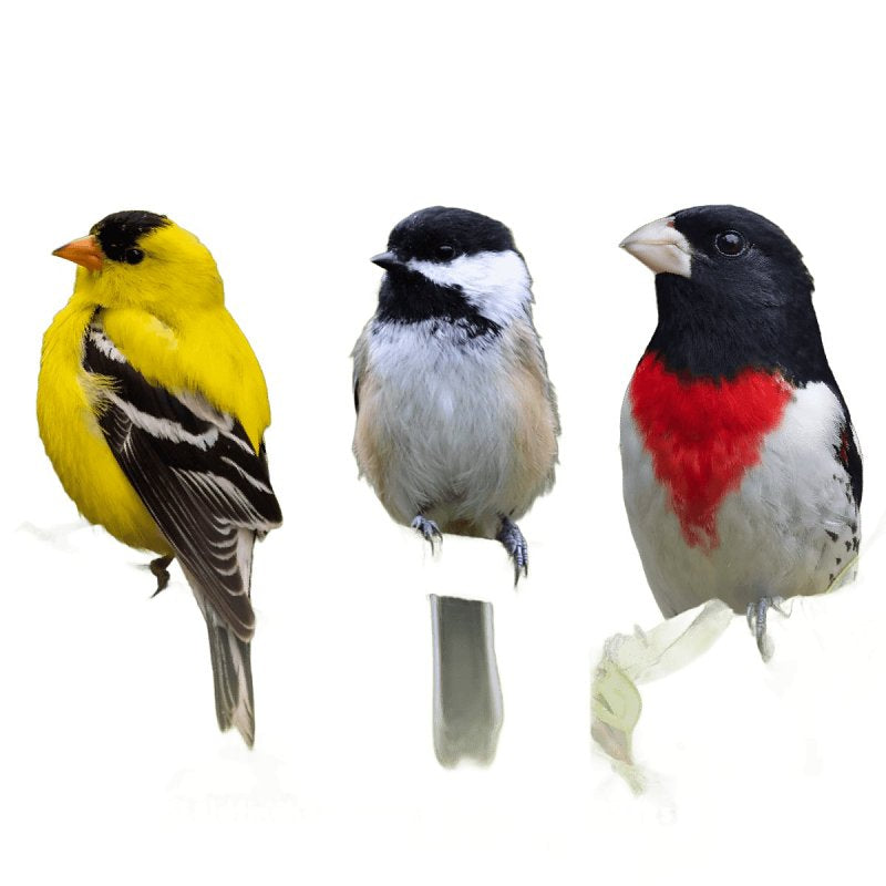 Feathered Friend 14415 Sunflower Seed Sunflower Hearts, 40 lb, Bag