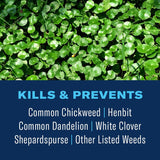 BioAdvanced 820159H 3-in-1 Weed and Feed Southern Lawn Plus Insect Killer, Granular, 10 lb, Pack of 45