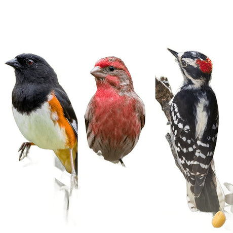Feathered Friend Birdsnack Series 14391 Sunflower Seed Birdsnack, 20 lb Bag