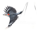 Feathered Friend Birdsnack Series 14391 Sunflower Seed Birdsnack, 20 lb Bag