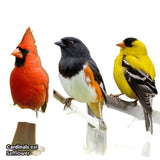 Feathered Friend 14407 Safflower Seed Flyers Choice, 40 lb Bag