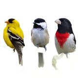 Feathered Friend 14415 Sunflower Seed Sunflower Hearts, 40 lb, Bag