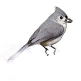 Feathered Friend 14371 Wild Bird Suet, Cake, Orange, Pack of 12