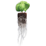General Hydroponics Rapid Rooter Seed Starting Grow Plugs