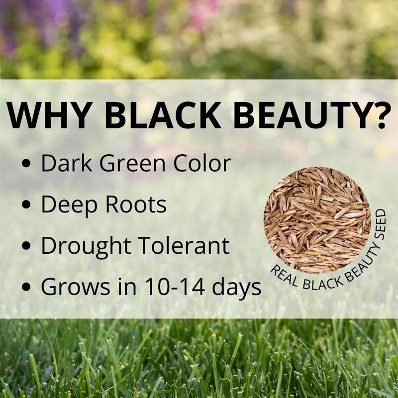 Jonathan Green Black Beauty Rocky Mountain Mixed Sun or Shade Grass Seed 7 lb