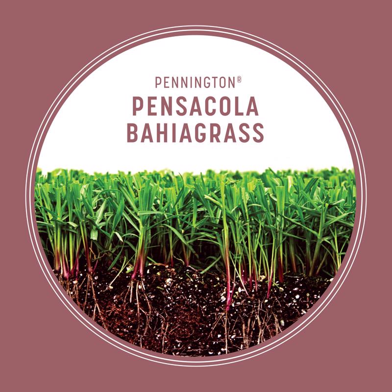 Pennington Pensacola Bahiagrass Full Sun Grass Seed 3 lb