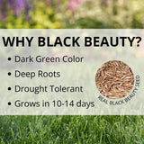 Jonathan Green Black Beauty Fall Magic All Grasses Sun or Shade Grass Seed 25 lb