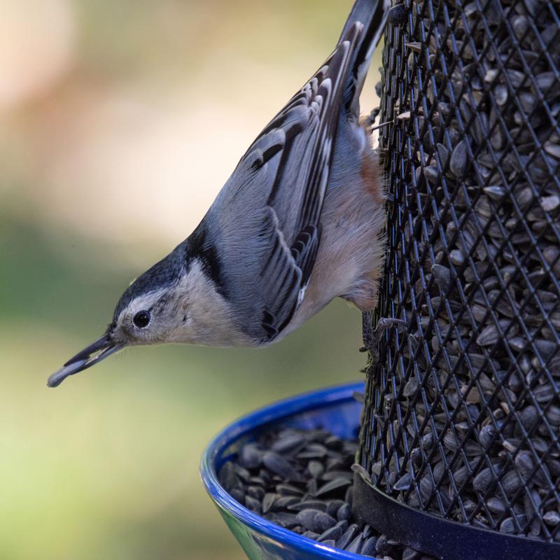 Perky-Pet Wild Bird 8 lb Metal Mesh Dual Bird Feeder, Pack of 2