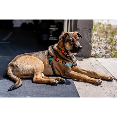 Wolfgang Multicolored Chevtech Polyester Dog Adjustable Collar Large