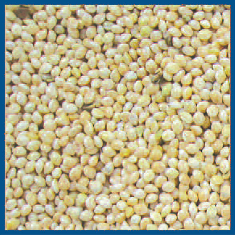 Cole's Assorted Species White Millet Wild Bird Food 20 lb